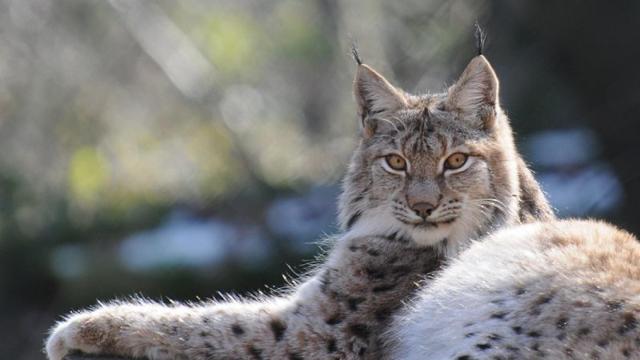 Un lince europeo o 'lynx lynx'.