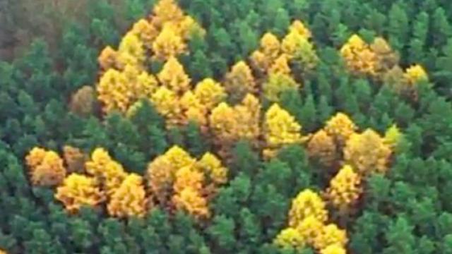 La esvástica del bosque se visibilizaba gracias al color que adquirían los alerces.