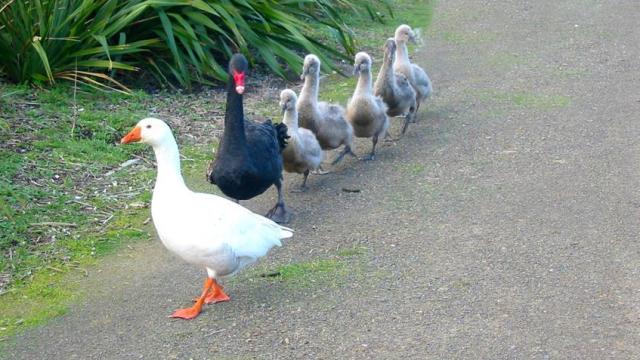 Esta historia de amor gay entre un ganso y un cisne podría tener una estatua