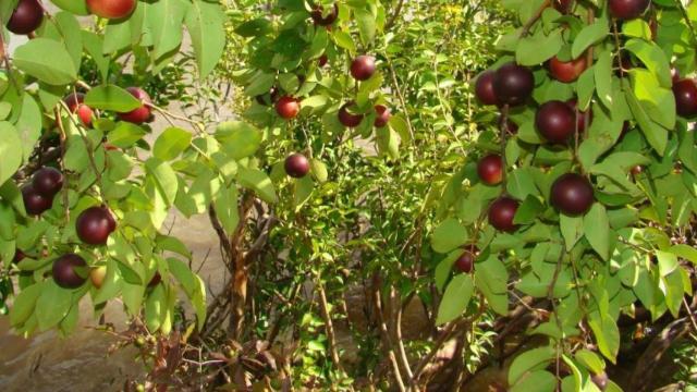 Una plantación de Camu camu a las orillas del río Amazonas