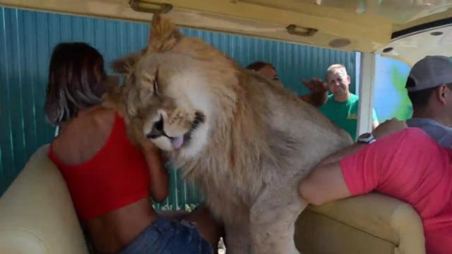¿Puede ser este el león más adorable del mundo?