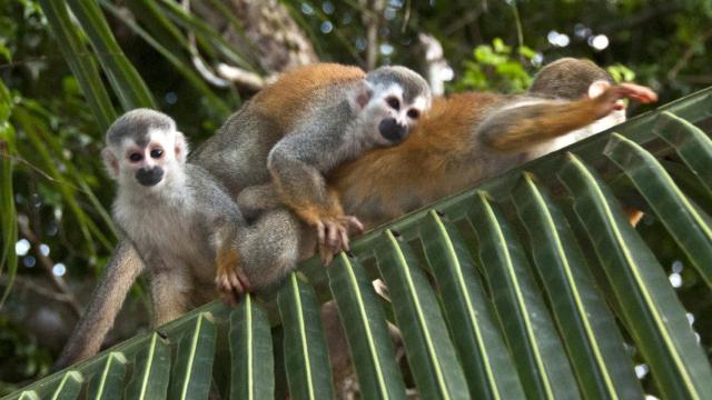 Los Saimiri o monos ardilla hicieron que el joven se arrepintiese de su osadía.