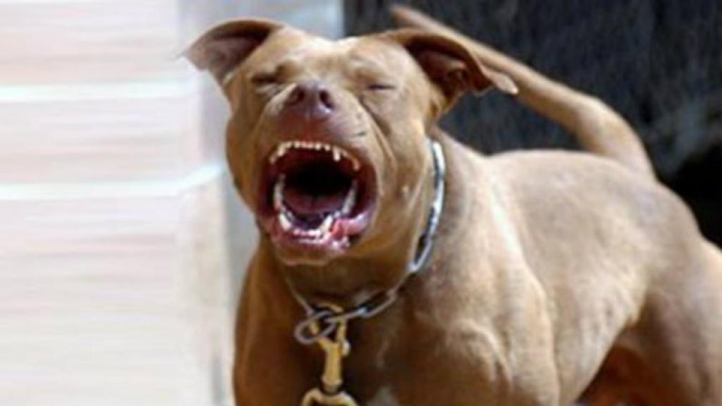 Un perro de la raza pitbull.