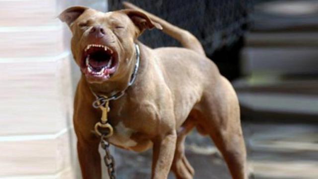 La Guardia Civil investiga el ataque de un pitbull a cuatro personas en Madrid
