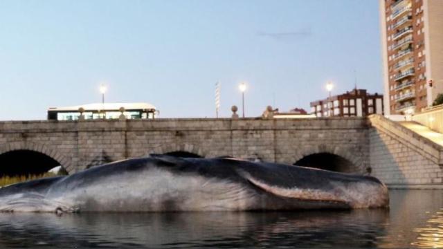 El cachalote junto al puente de Segovia.