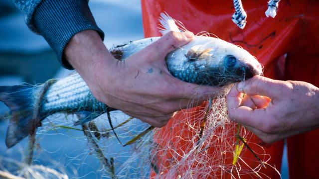 Redes inteligentes con tecnología LED para luchar contra la sobrepesca