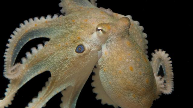 Uno de los pulpos utilizados para el singular experimento bajo el efecto del MDMA.