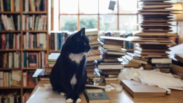 Image: Diario de un librero