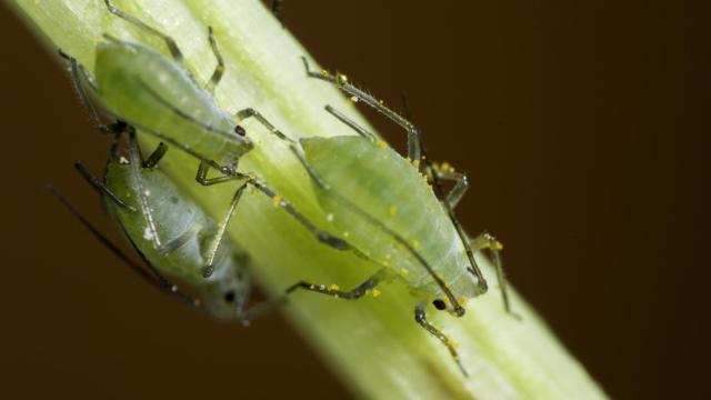 Primeros pulgones de la temporada, posados en el tallo de una margarita