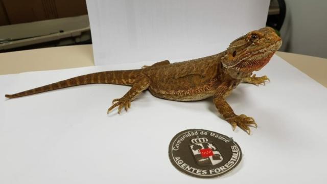 El dragón barbudo australiano, tras ser recogido del jardín de un chalet de Guadarrama (Madrid)