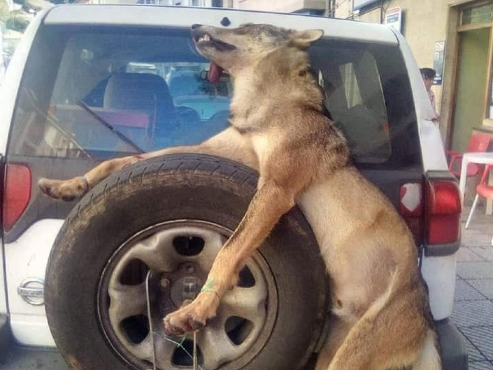 El cadáver del animal fue colocado en la parte trasera del todoterreno