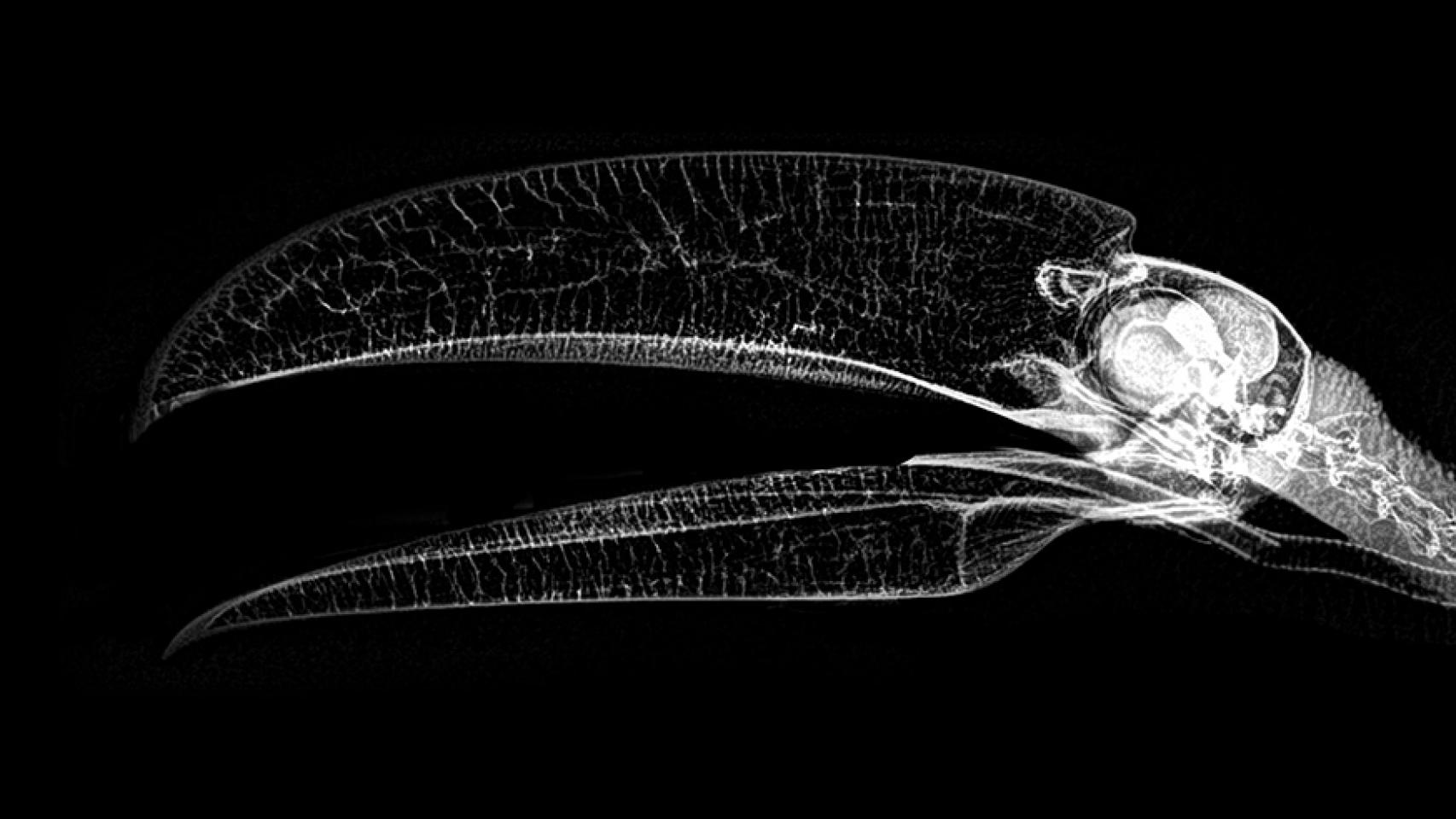 Estas radiografías de animales es lo más terrorífico de este Halloween