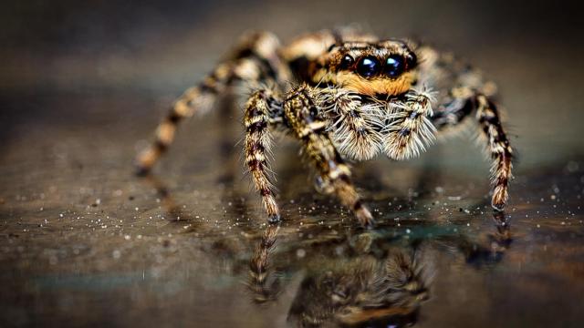 Quisieron matar una araña y lo que montaron fue un pifostio