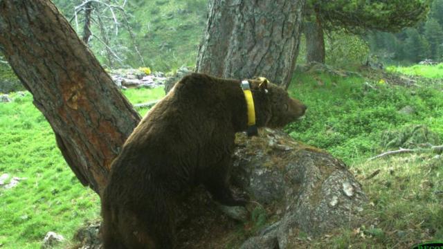 Goiat, el oso esloveno que aterroriza el Pirineo, con su característico collar de seguimiento