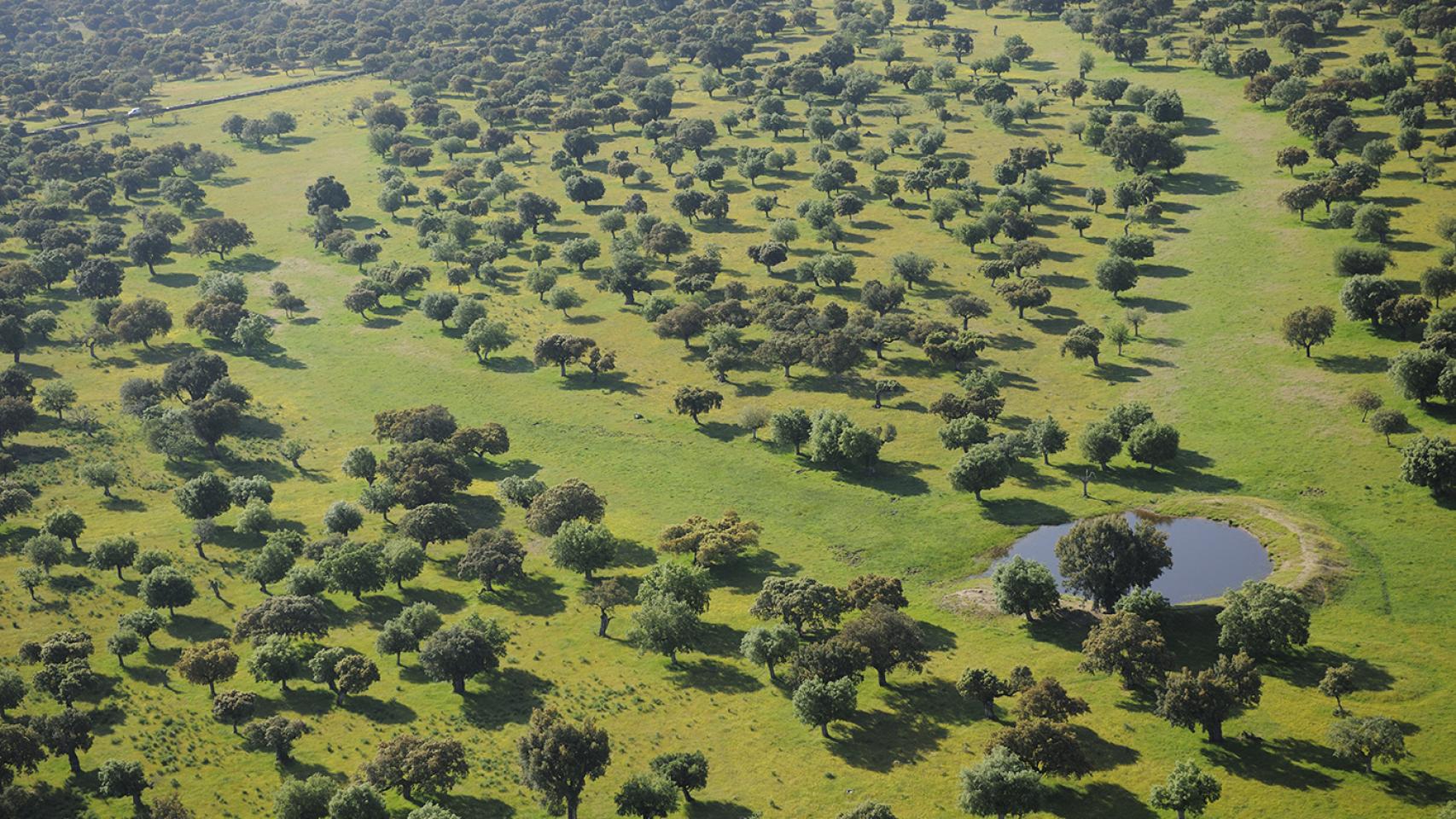 Vista aérea de la dehesa de pie de monte con una laguna creada por la FNYH.