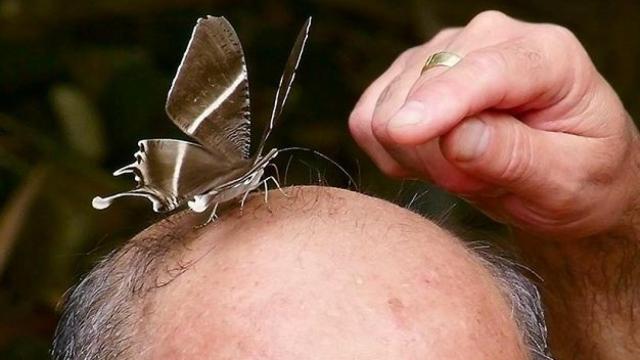 Este es el último descubrimiento contra la calvicie