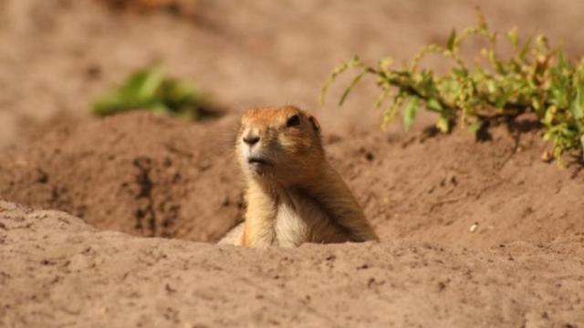 refugio_perro_pradera_trinchera