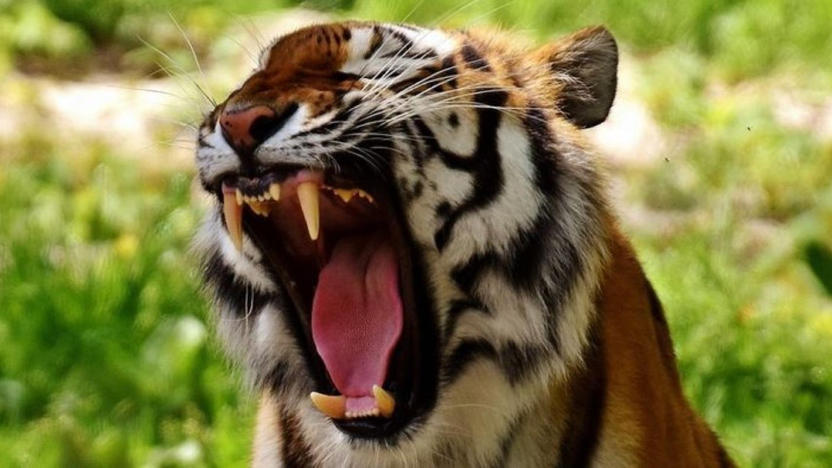 asiatigre