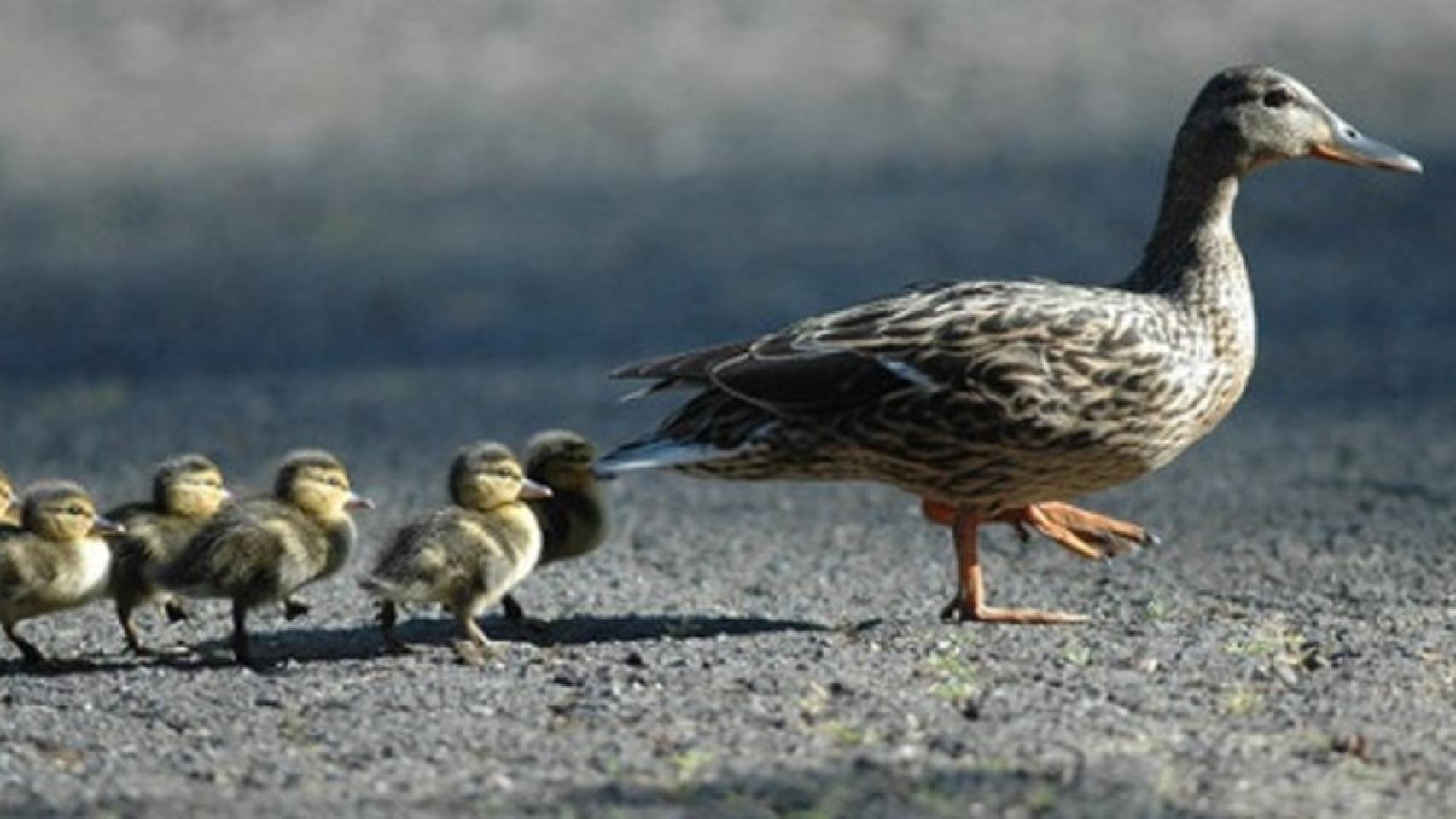 patos_en_fila_08_09_16