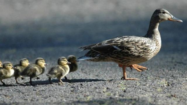 patos_en_fila_08_09_16