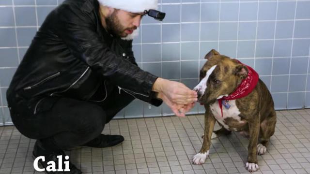 Un mago hace magia delante de perros y sus reacciones son maravillosas