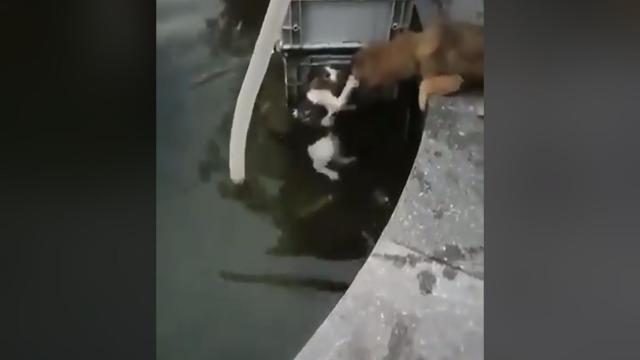 Un perro rescata a un gato muy desagradecido que se estaba ahogando