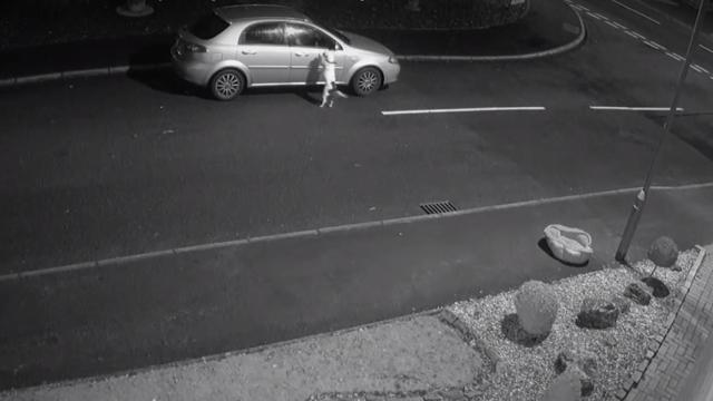 Un perro no se da cuenta de que está siendo abandonado y cree que juegan con él