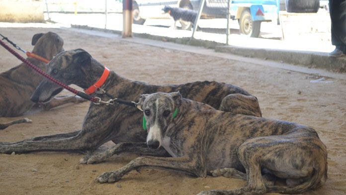 zamora galgos (8)