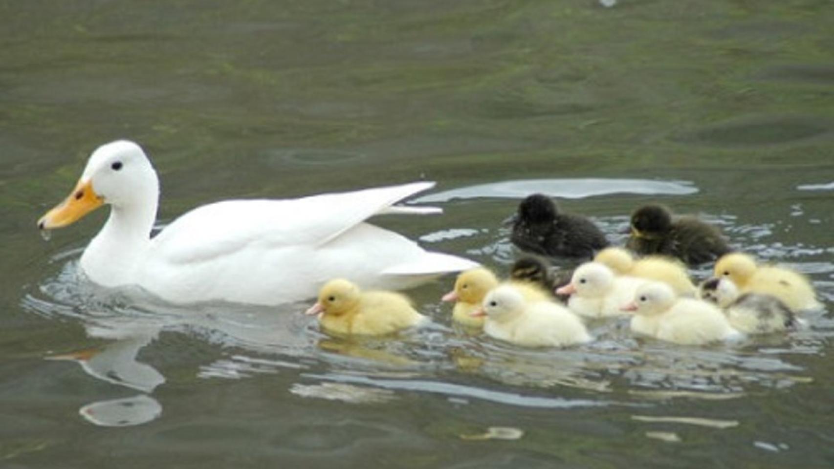 patos-valores