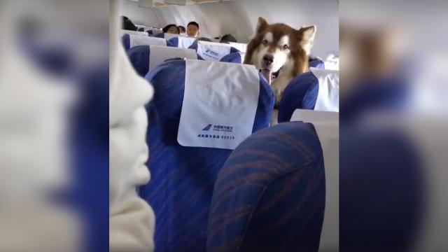 Este perro es mejor pasajero que muchos humanos