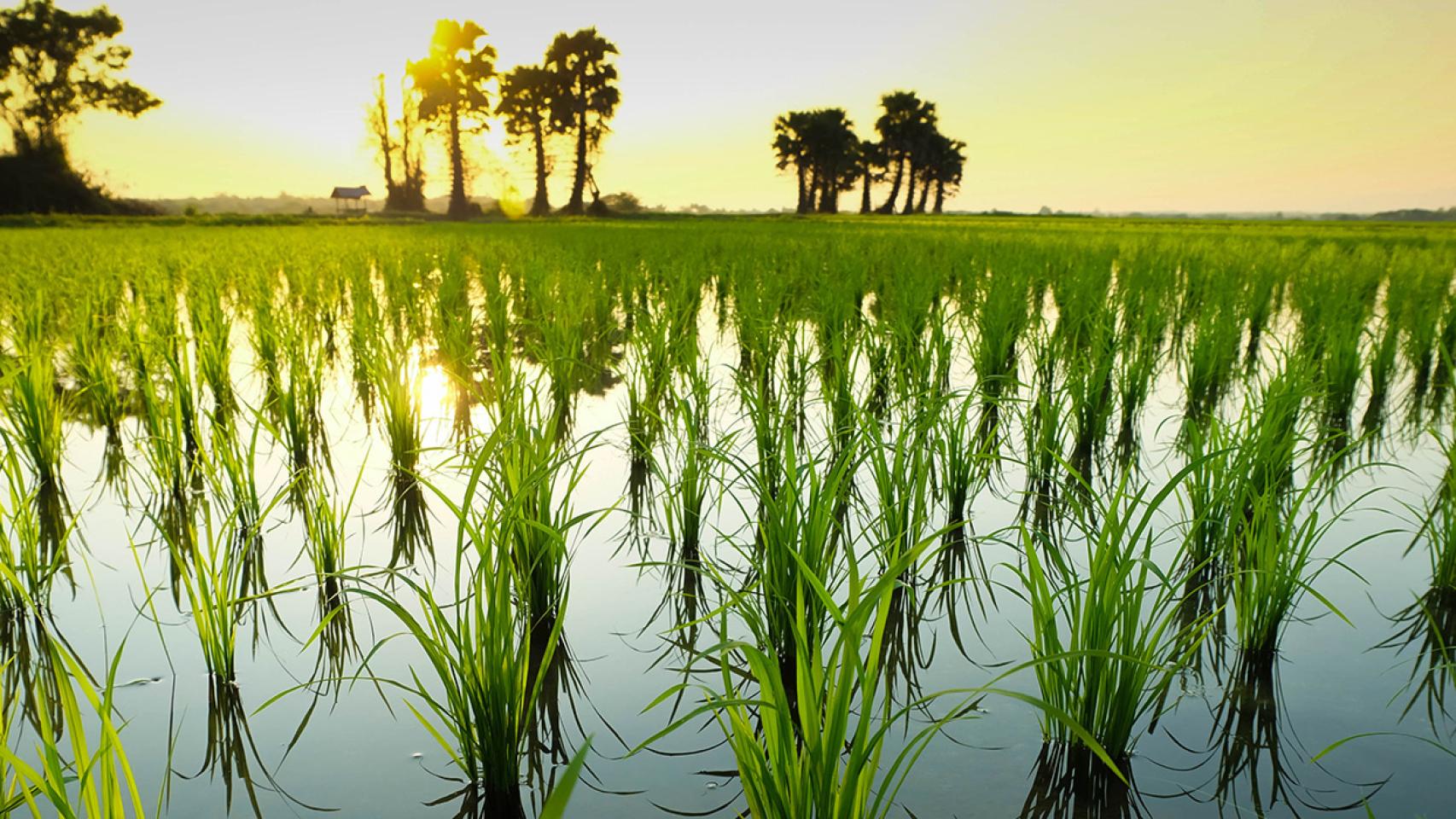El material está compuesto está compuesto de paja de arroz y un 15% máximo de residuos plásticos.
