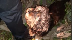 El perro, Peluche, que ayudó a encontrar a su dueño de 81 años.
