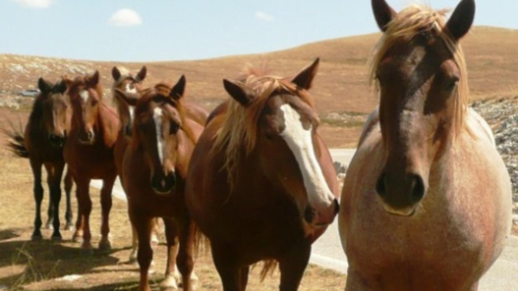 valores-caballos