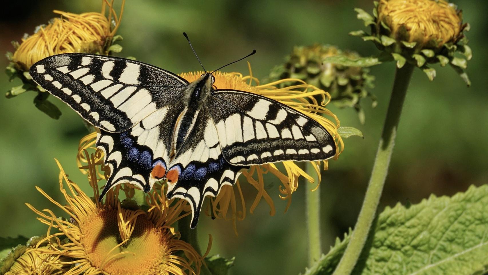 Elabora tu propio insectario de forma fácil y asequible