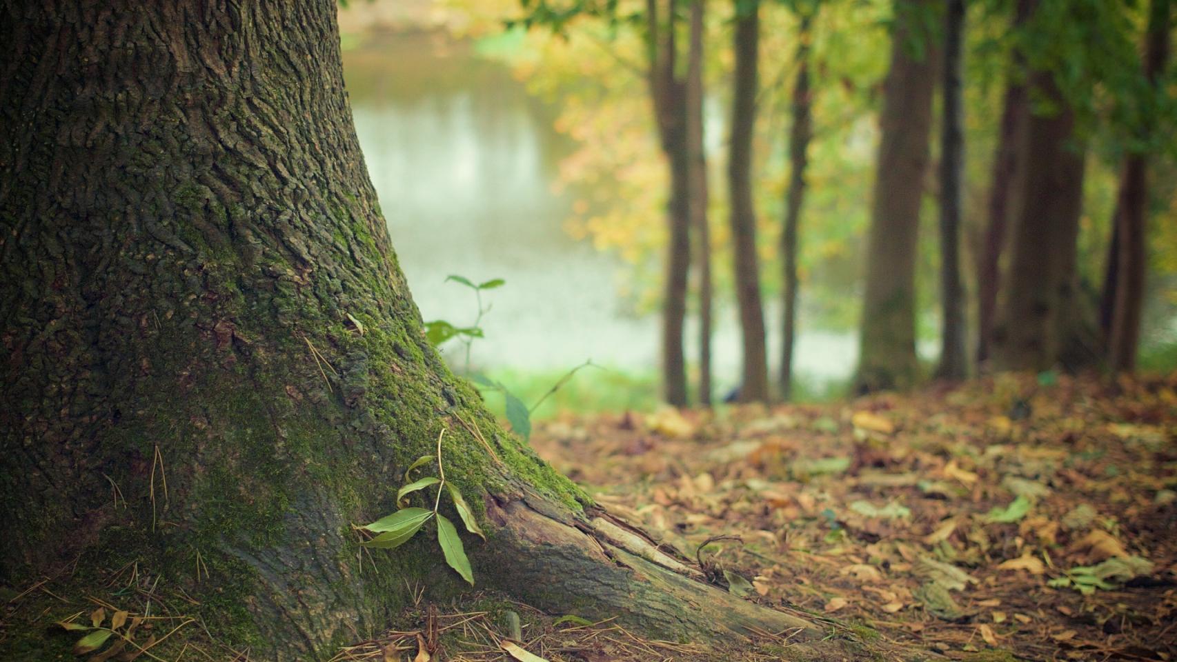 Un árbol es un ser viviente que hay que cuidar