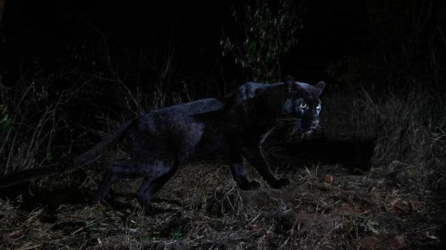 Fotografiado por primera vez en 100 años un leopardo negro