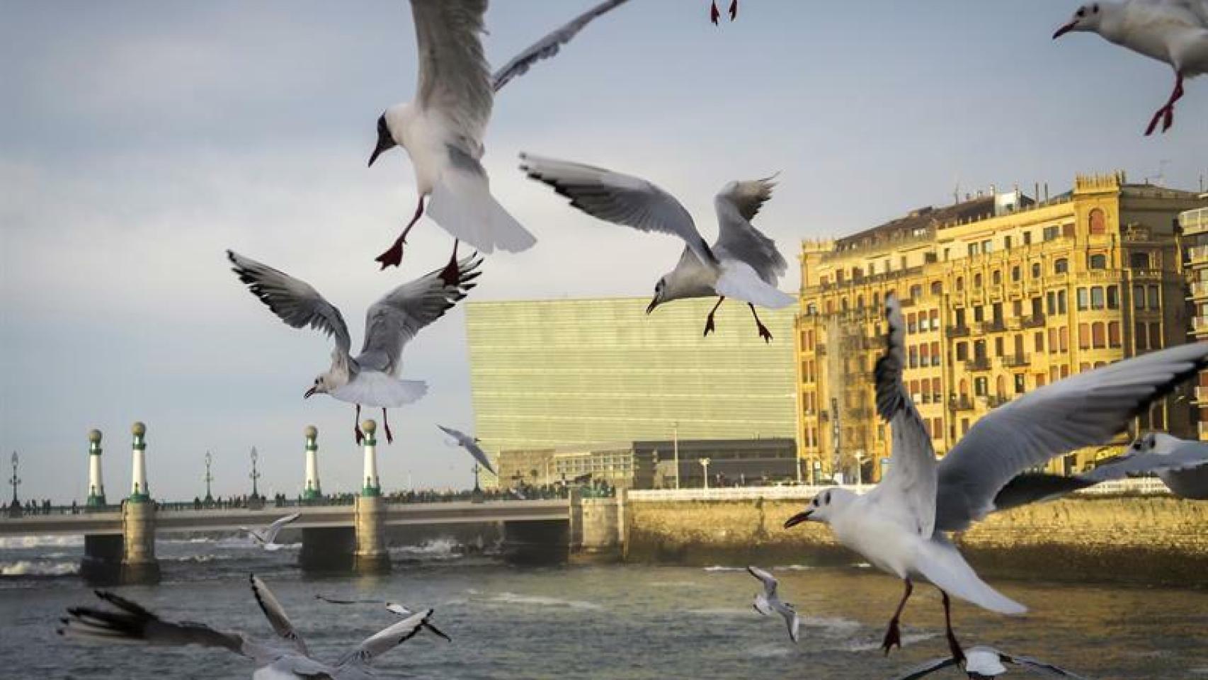 Una bandada de gaviotas se acerca a la desembocadura del río Urumea en San Sebastián. EFE/Javier Etxezarreta.