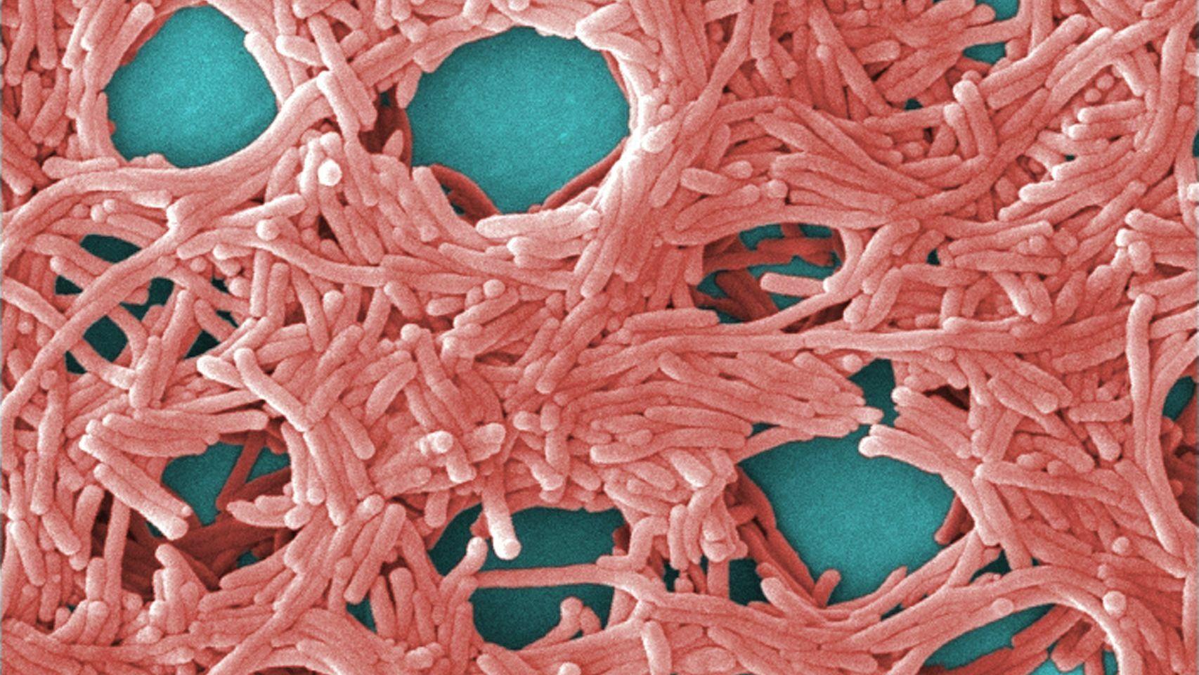 La legionela vista a través del microscopio.