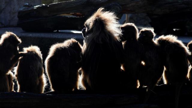 Varios geladas descansan juntos en un zoo de Alemania.