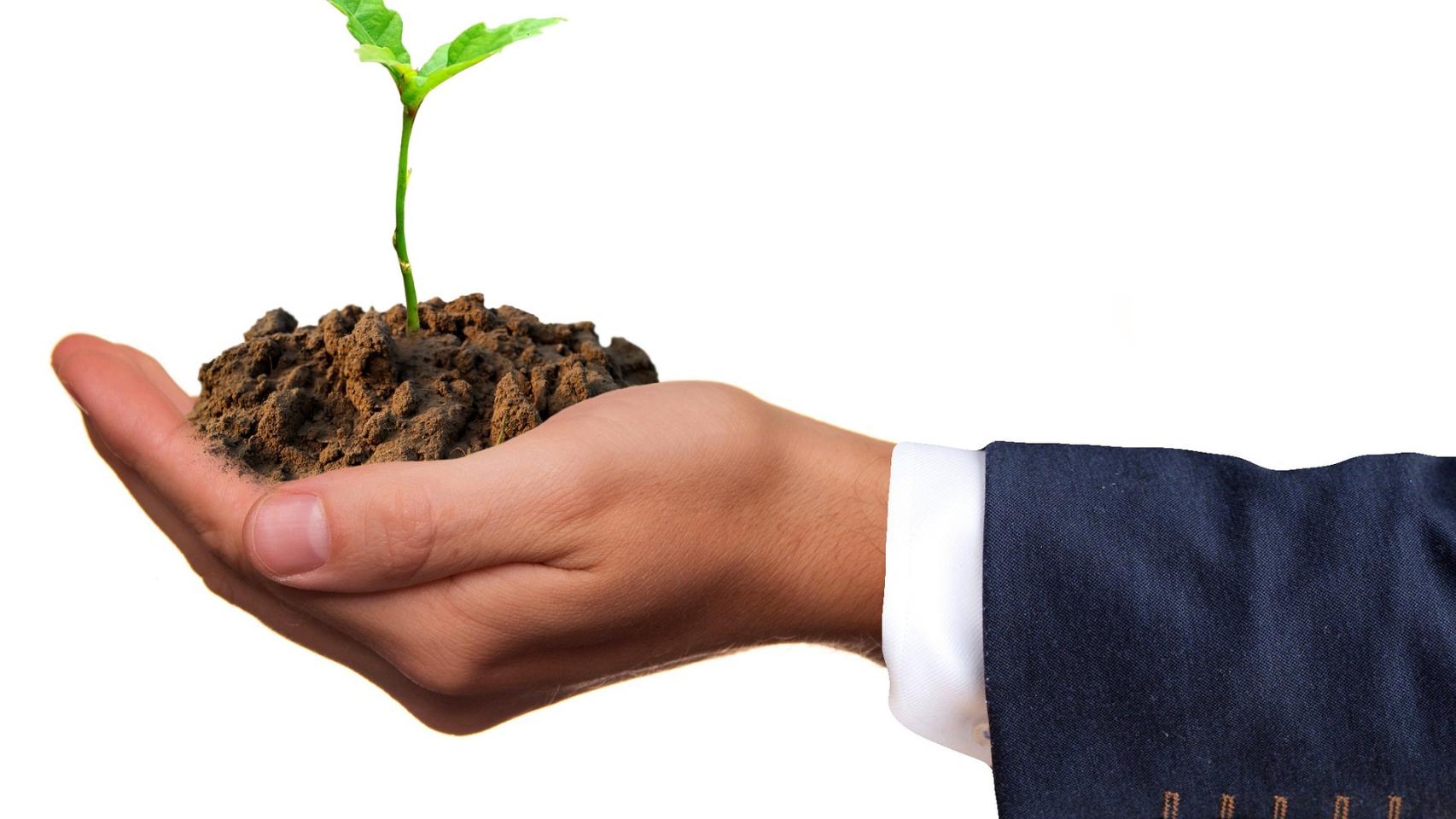 Germinar semillas es una necesidad para tener diferentes plantas