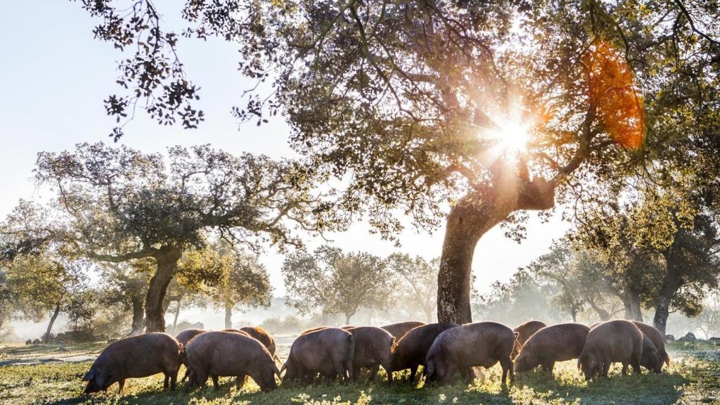 cerdo ibérico en la dehesa