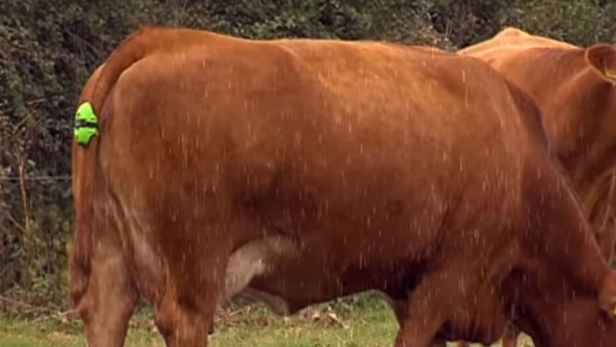 Moocall Calving Sensor es el dispositivo para alerta del inicio del parto.