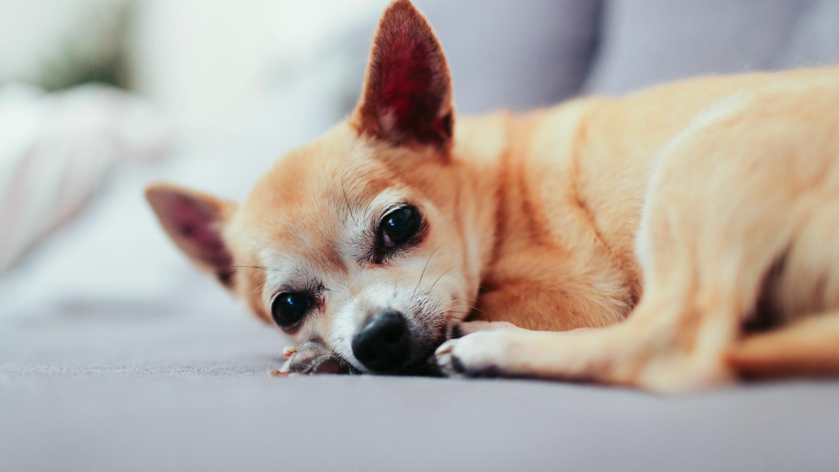 El perro olvidado en un vehículo de Uber.