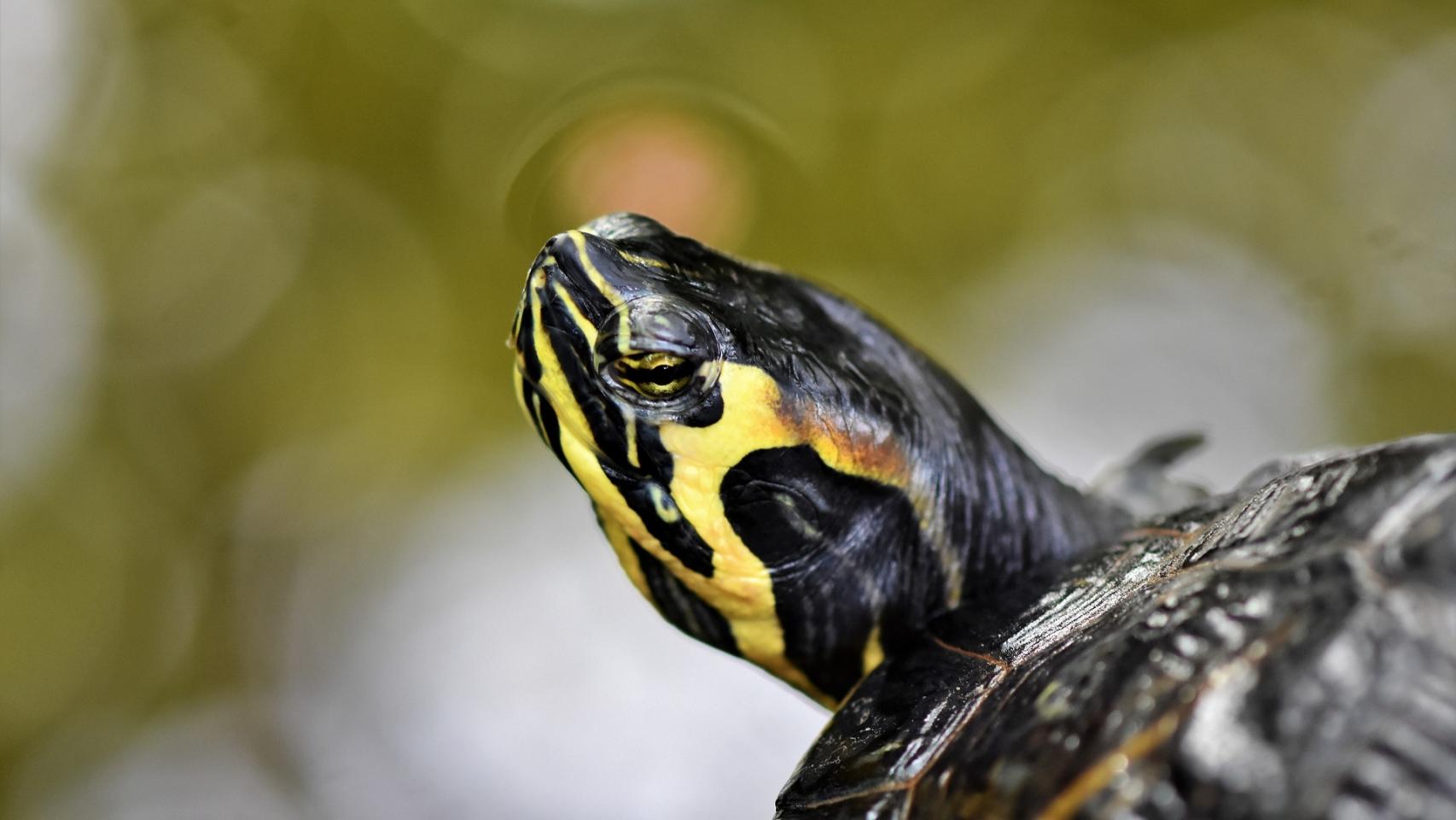 Tener una tortuga de agua también conlleva una responsabilidad