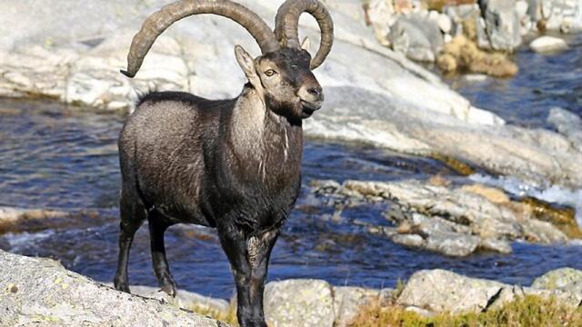 Ejemplar de cabra montesa. Foto: Europa Peess