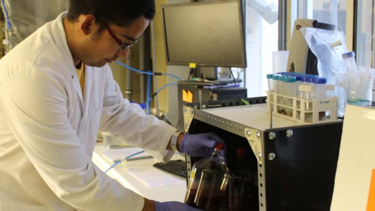 Investigador del ISP con bacterias púrpuras.