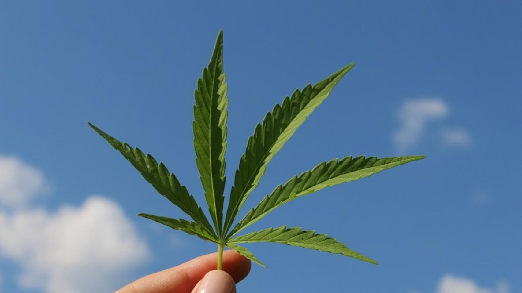 cannabis marihuana