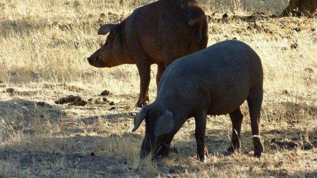cerdo-iberico