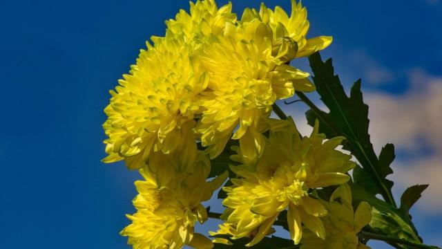 ¿No sabes cómo cultivar un crisantemo? Infórmate