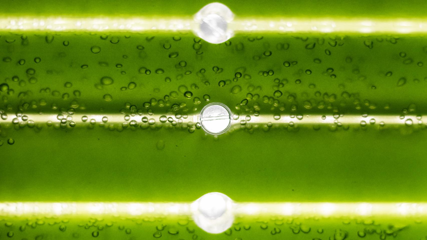 Científicos españoles logran producir biodiésel a partir de microalgas cultivadas